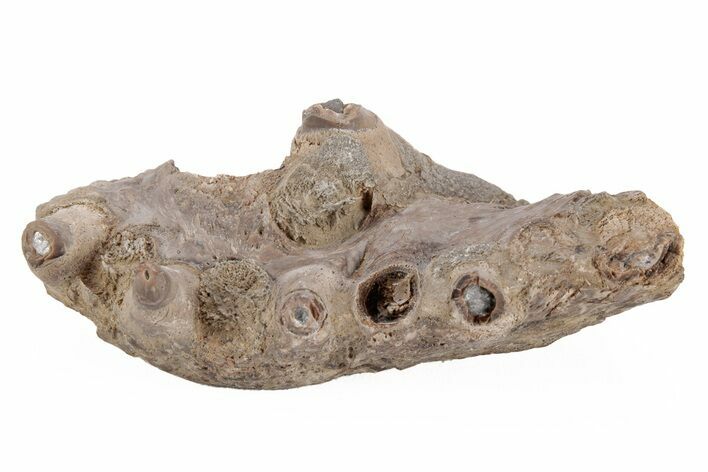 Monster Fish (Pachyrhizodus) Pre-Maxillary Bone - Kansas #218798